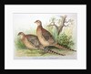 Phasianus mongolicus and Phasianus shawi, 1906-7 by Henry Jones