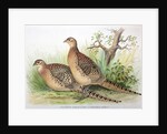 Phasianus mongolicus and Phasianus shawi, 1906-7 by Henry Jones