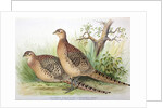 Phasianus mongolicus and Phasianus shawi, 1906-7 by Henry Jones