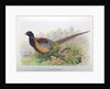 Phasianus Decollatus, 1906-7 by Henry Jones
