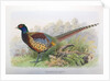 Phasianus Decollatus, 1906-7 by Henry Jones