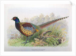 Phasianus Decollatus, 1906-7 by Henry Jones