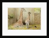 Giraffe and Young, 1852 by Joseph Wolf
