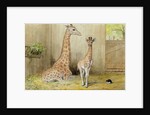 Giraffe and Young, 1852 by Joseph Wolf
