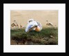 Great Bustards by Joseph Wolf