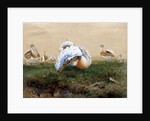 Great Bustards by Joseph Wolf