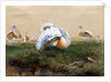 Great Bustards by Joseph Wolf