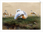 Great Bustards by Joseph Wolf