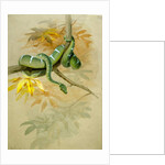 Green Boa by Joseph Wolf