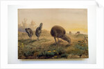Kiwi Mantells, 1852 by Joseph Wolf
