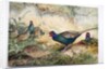Japanese Pheasants, 1865 by Joseph Wolf