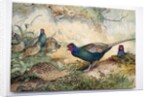 Japanese Pheasants, 1865 by Joseph Wolf