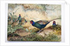 Japanese Pheasants, 1865 by Joseph Wolf