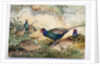 Japanese Pheasants, 1865 by Joseph Wolf