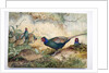 Japanese Pheasants, 1865 by Joseph Wolf