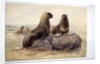 Pantagonian Sea Lions, c.1865 by Joseph Wolf