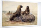 Pantagonian Sea Lions, c.1865 by Joseph Wolf