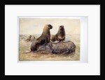 Pantagonian Sea Lions, c.1865 by Joseph Wolf
