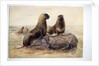 Pantagonian Sea Lions, c.1865 by Joseph Wolf