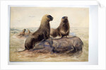 Pantagonian Sea Lions, c.1865 by Joseph Wolf