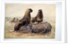 Pantagonian Sea Lions, c.1865 by Joseph Wolf