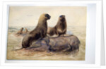 Pantagonian Sea Lions, c.1865 by Joseph Wolf