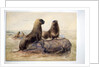 Pantagonian Sea Lions, c.1865 by Joseph Wolf