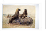 Pantagonian Sea Lions, c.1865 by Joseph Wolf