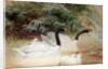 Black-necked swan, 1852-54 by Joseph Wolf