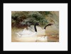 Black-necked swan, 1852-54 by Joseph Wolf