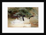 Black-necked swan, 1852-54 by Joseph Wolf