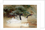 Black-necked swan, 1852-54 by Joseph Wolf