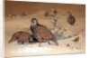 Caspian Snow-partridge, 1852-54 by Joseph Wolf