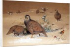 Caspian Snow-partridge, 1852-54 by Joseph Wolf