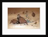 Caspian Snow-partridge, 1852-54 by Joseph Wolf