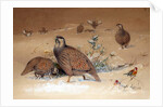 Caspian Snow-partridge, 1852-54 by Joseph Wolf