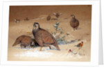 Caspian Snow-partridge, 1852-54 by Joseph Wolf