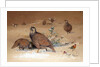 Caspian Snow-partridge, 1852-54 by Joseph Wolf