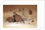 Caspian Snow-partridge, 1852-54 by Joseph Wolf