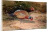 Ring-necked Pheasant, 1852-54 by Joseph Wolf