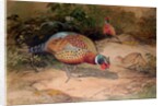 Ring-necked Pheasant, 1852-54 by Joseph Wolf