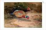 Ring-necked Pheasant, 1852-54 by Joseph Wolf