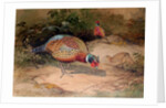 Ring-necked Pheasant, 1852-54 by Joseph Wolf