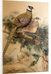 Bar-tailed Pheasant, 1852-54 by Joseph Wolf