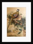 Bar-tailed Pheasant, 1852-54 by Joseph Wolf