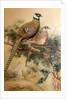 Bar-tailed Pheasant, 1852-54 by Joseph Wolf