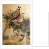 Bar-tailed Pheasant, 1852-54 by Joseph Wolf