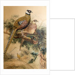 Bar-tailed Pheasant, 1852-54 by Joseph Wolf