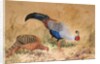Siamese Pheasant, 1852-54 by Joseph Wolf