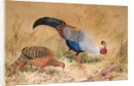 Siamese Pheasant, 1852-54 by Joseph Wolf